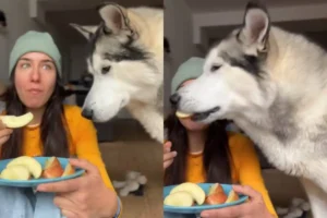 Can Dogs Eat Apples