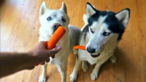 Can Dogs Eat Carrots