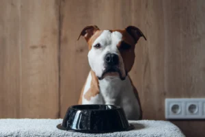 Poor Appetite in Dogs