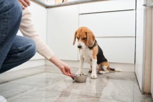 Poor Appetite in Dogs