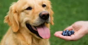 Can Dogs Eat Blueberries