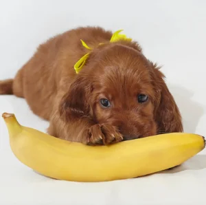Can Dogs Eat Bananas