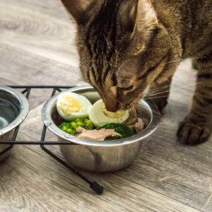 Can Cats Eat Eggs