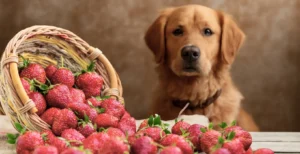 Can Dogs Eat Strawberries