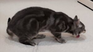 Cat Throwing Up White Foam