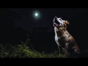 How to Stop a Dog From Barking at Night