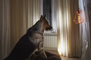How to Stop a Dog From Barking at Night