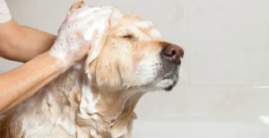 Home Remedies for Dog Itching