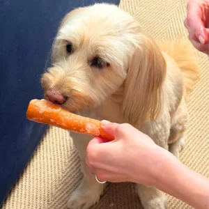 Can Dogs Eat Carrots