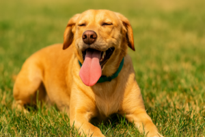 Heatstroke in Dogs