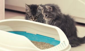 How to Litter Train a Kitten